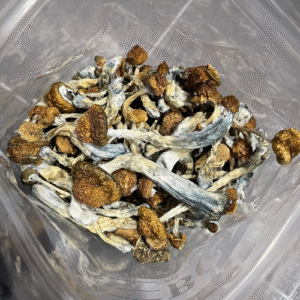 Malabar-Magic-Mushrooms